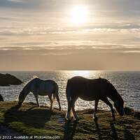 Buy canvas prints of Wild Welsh Pony in the sunset by Gail Johnson