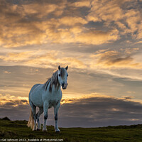 Buy canvas prints of wild welsh pony in the sunset  by Gail Johnson