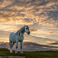 Buy canvas prints of Llandwyn Island wild pony sunset by Gail Johnson