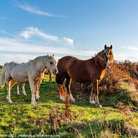 Buy canvas prints of Wild Welsh ponies at Sunset  by Gail Johnson