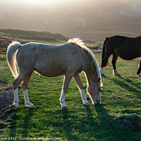 Buy canvas prints of Wild Welsh ponies at Sunset at the Breakwater Park Holyhead  by Gail Johnson