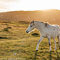 Buy canvas prints of Wild Welsh ponies at Sunset at the Breakwater Park Holyhead  by Gail Johnson