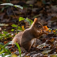 Buy canvas prints of Red Squirrel  eating a nut by Gail Johnson