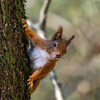 Buy canvas prints of Red Squirrel  by Gail Johnson