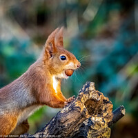 Buy canvas prints of A close up of a squirrel on a branch by Gail Johnson