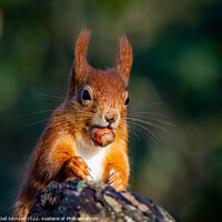 Buy canvas prints of A close up of a squirrel on a branch by Gail Johnson