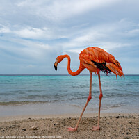 Buy canvas prints of Bob the Flamingo after his swim by Gail Johnson