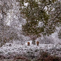 Buy canvas prints of A snowy start to a walk in the Uk with deer  by Gail Johnson