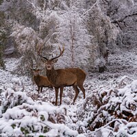 Buy canvas prints of A snowy start to a walk in richmond Park, London by Gail Johnson