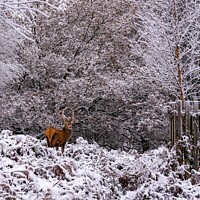 Buy canvas prints of Deer in the snow  by Gail Johnson