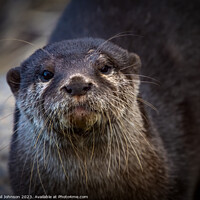 Buy canvas prints of Otter by Gail Johnson