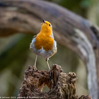 Buy canvas prints of A robing Red Breast Bird  by Gail Johnson
