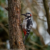 Buy canvas prints of Woodpecker  by Gail Johnson