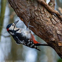 Buy canvas prints of Woodpecker  by Gail Johnson