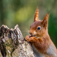 Buy canvas prints of Red Squirrel  by Gail Johnson