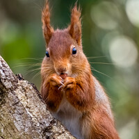 Buy canvas prints of A close up of a Red Squirrel on a branch by Gail Johnson