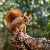 Buy canvas prints of A Red Squirrel  on a branch by Gail Johnson