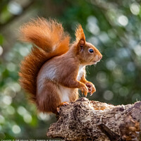 Buy canvas prints of A Red Squirrel  on a branch by Gail Johnson