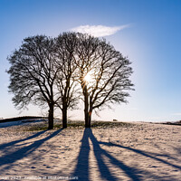 Buy canvas prints of Winter light through some tree with snow on the ground  by Gail Johnson