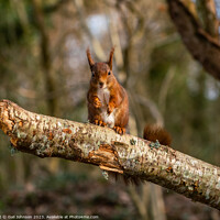 Buy canvas prints of Red Squirrels juming around a feeder in the woods by Gail Johnson