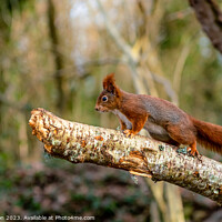 Buy canvas prints of Red Squirrels juming around a feeder in the woods by Gail Johnson