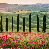 Buy canvas prints of Views travelling around Tuscany, Italy  by Gail Johnson