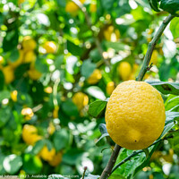 Buy canvas prints of Visting a lemon farm on the Amalfi coast , Italy  by Gail Johnson