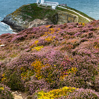 Buy canvas prints of Views around South Stack lighthouse with the gorse and heather o by Gail Johnson