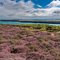 Buy canvas prints of Views around Holyhead Breakwater park with the heather and gorse by Gail Johnson
