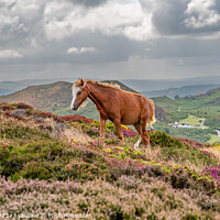 Buy canvas prints of Views around Conwy Mountain with the heather out by Gail Johnson
