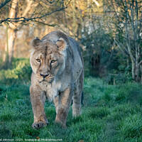 Buy canvas prints of Asiatic Lions - Animals around a wildlife reserve by Gail Johnson