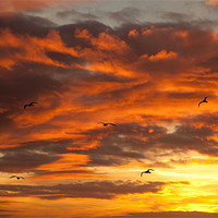 Buy canvas prints of Sunset and seagulls by Gail Johnson
