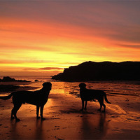 Buy canvas prints of 2 dogs at sunset by Gail Johnson