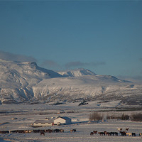 Buy canvas prints of Iceland Horse Farm by Gail Johnson