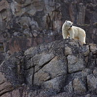 Buy canvas prints of Polar Bear by Gail Johnson