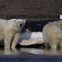Buy canvas prints of Polar Bears by Gail Johnson