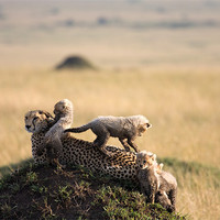 Buy canvas prints of cheetah with cubs by Gail Johnson
