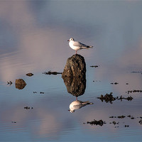 Buy canvas prints of Gull by Gail Johnson