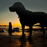 Buy canvas prints of Dogs on the beach by Gail Johnson