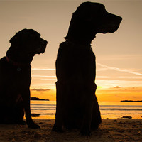 Buy canvas prints of Dogs in the sunset by Gail Johnson