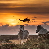 Buy canvas prints of Wild Welsh Ponies by Gail Johnson