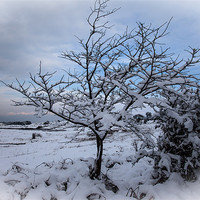 Buy canvas prints of Winter tree by Gail Johnson