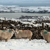 Buy canvas prints of Sheep in snow by Gail Johnson