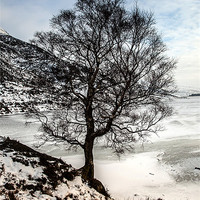 Buy canvas prints of Winter tree by Gail Johnson