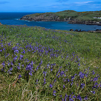 Buy canvas prints of Porth Wen  bluebells by Gail Johnson