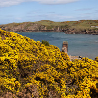 Buy canvas prints of Porth Wen  Gorse by Gail Johnson