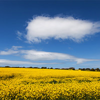 Buy canvas prints of Rapeseed Field by Gail Johnson