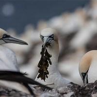Buy canvas prints of Gannets by Gail Johnson