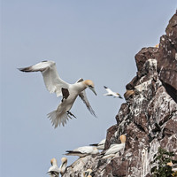 Buy canvas prints of Gannets by Gail Johnson