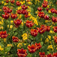 Buy canvas prints of Tulips by Gail Johnson